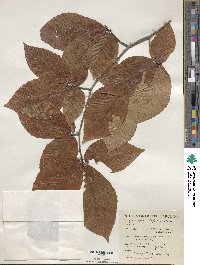 Fagus grandifolia image