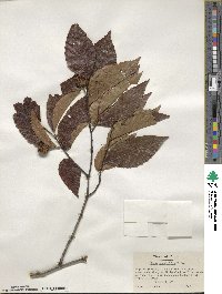 Fagus grandifolia image