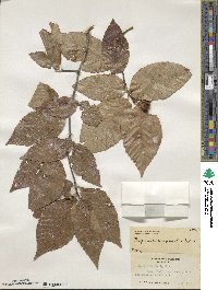 Fagus grandifolia image