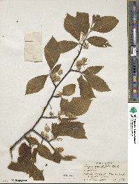 Fagus grandifolia image