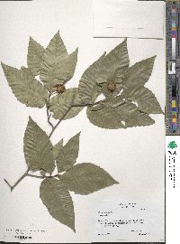 Fagus grandifolia image