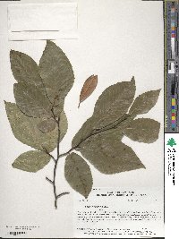 Fagus grandifolia image