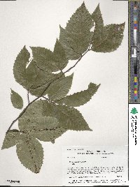 Fagus grandifolia image