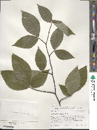 Fagus grandifolia image