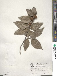 Fagus grandifolia image