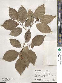 Fagus grandifolia image