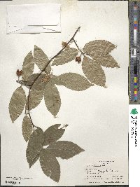 Fagus grandifolia image