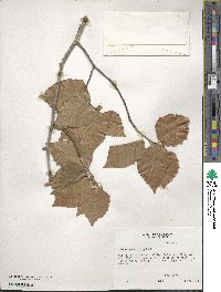 Fagus grandifolia image