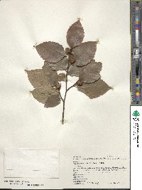 Fagus grandifolia image