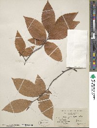 Fagus grandifolia image