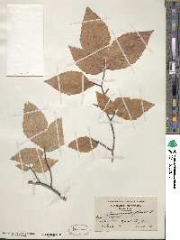 Fagus grandifolia image