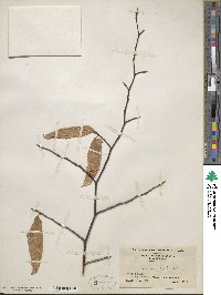 Fagus grandifolia image