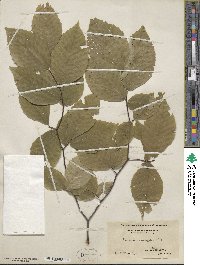 Fagus grandifolia image