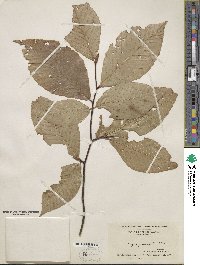 Fagus grandifolia image