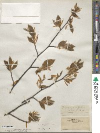 Fagus grandifolia image