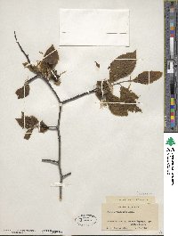 Fagus grandifolia image