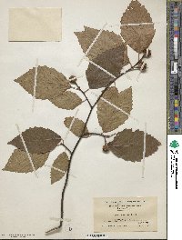 Fagus grandifolia image