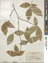 Fagus grandifolia image