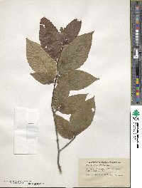 Fagus grandifolia image