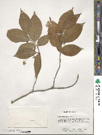 Fagus grandifolia image