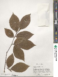 Fagus grandifolia image