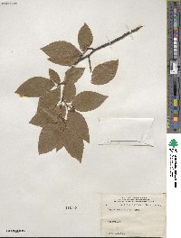 Fagus grandifolia image