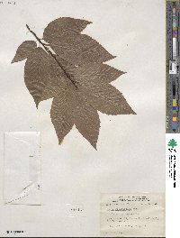 Fagus grandifolia image