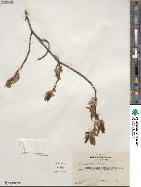 Fagus grandifolia image