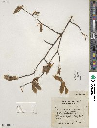 Fagus grandifolia image