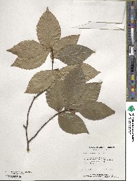 Fagus grandifolia image