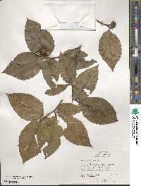 Fagus grandifolia image