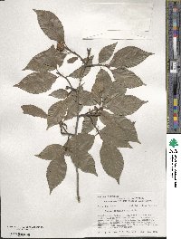 Fagus grandifolia image