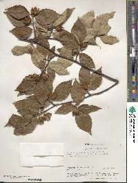 Fagus grandifolia image