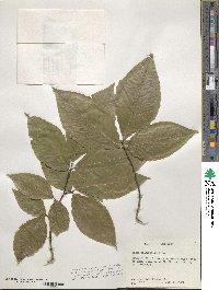 Fagus grandifolia image