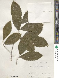 Fagus grandifolia image