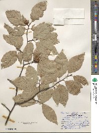 Fagus grandifolia image