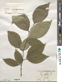 Fagus grandifolia image