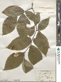 Fagus grandifolia image