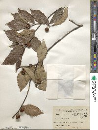 Fagus grandifolia image