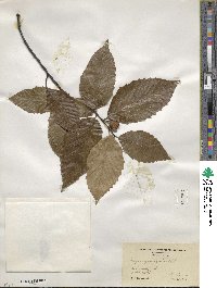 Fagus grandifolia image