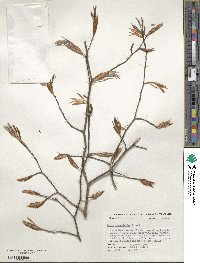 Fagus grandifolia image