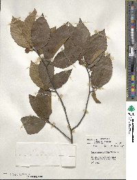 Fagus grandifolia image