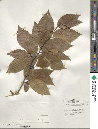 Fagus grandifolia image