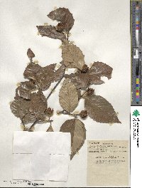 Fagus grandifolia image