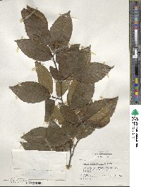 Fagus grandifolia image