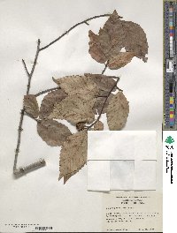 Fagus grandifolia image