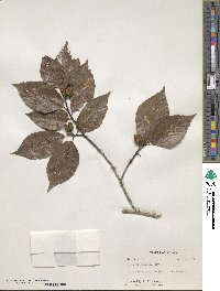 Fagus grandifolia image