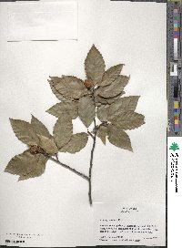 Fagus grandifolia image