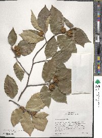 Fagus grandifolia image