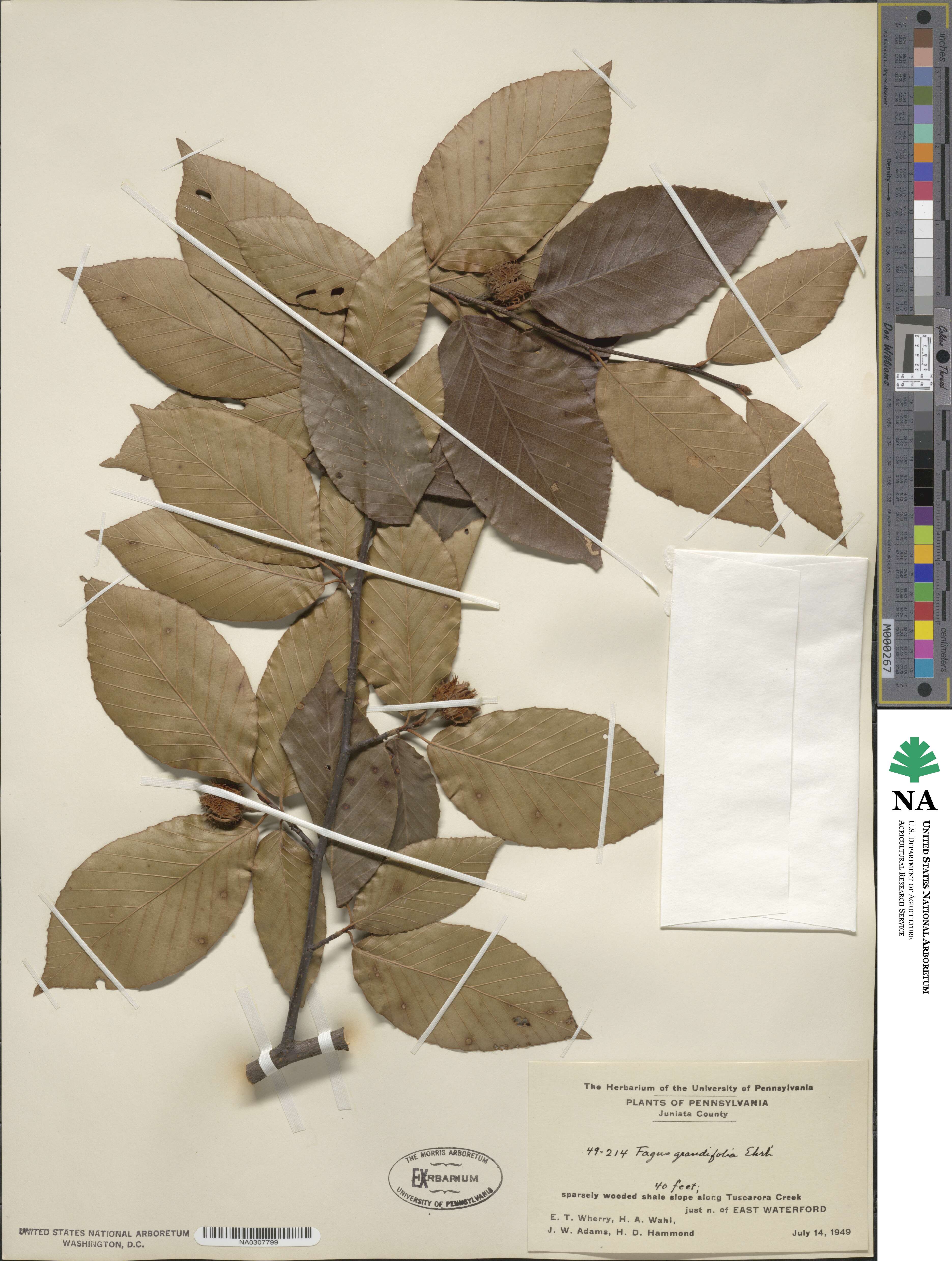 Fagus image